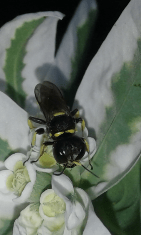 Crabronidae : Ectemnius sp.? S.